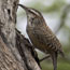 Birding