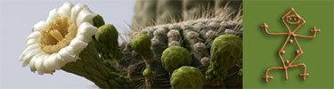 The Saguaro cactus blooms in late May to early June.