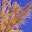 Tamarisk