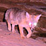 Wildlife Cameras