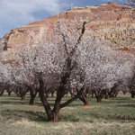 Orchards