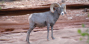 Desert Bighorn Sheep Desert Bighorn Sheep