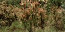 Tamarisk Tamarisk