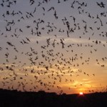 Photo of the mass exodus of Brazilian (Mexican) Free-tailed bats from Carlsbad Caverns