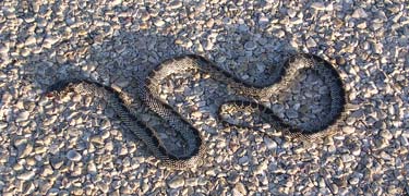 desert kingsnake (Lampropeltis getula splendida)