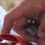 A bird in the hand...