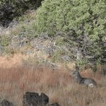 Mule deer lounging on the prairie.