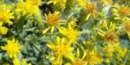 Solidago capulinensis Solidago capulinensis