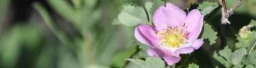 Wood's Rose