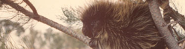 sepia toned phtograph of porcupine in tree