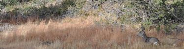 Mule Deer