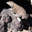 Lizards