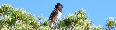 Rufous-sided Towhee