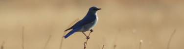 Mountain Blue bird