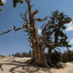 A 1,600-year-old bristlecone pine on the Spectra Point Trail