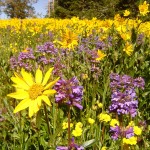 Wildflowers at Cedar Breaks