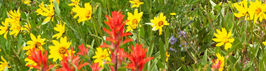 Cedar Breaks Alpine Wildflowers.