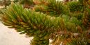 Bristlecone Pine Bristlecone Pine