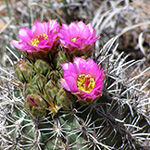 2013 Spring Walks and Talks