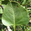 Single-Leaf Ash