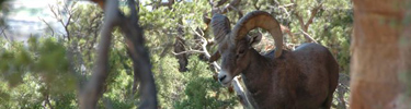 Desert bighorn sheep