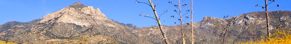 Montezuma Peak with agave stalks in a field of flowers