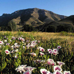 Bob Thompson Peak with a field of Pink-throated morning glories