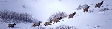 Elk, Photo by Lisa Lynch