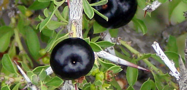 Ripe, succulent berries protected by spiny thorns