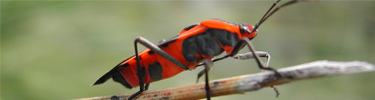blister beetle