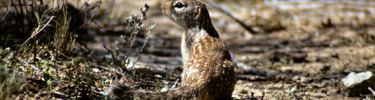 Ground squirrel