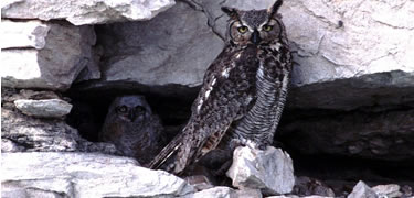Great Horned Owl and Chicks