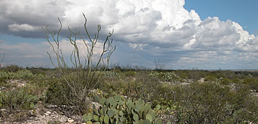 Chihuahuan Desert Scene