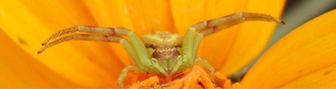Flower Crab Spider