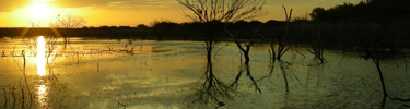 Yellow Sunset