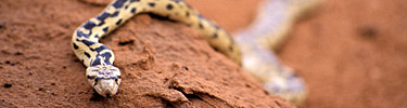 Gopher Snake