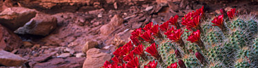Claret cup cactus