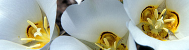 Sego Lily