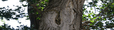 Gopher snake climbing a cottonwood tree