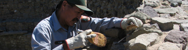 The preservation crew works to maintain the West Ruin walls