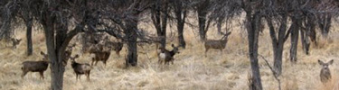 Mule Deer at Aztec Ruins