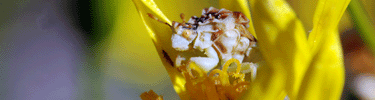 Ambush Bug
