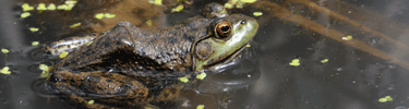 Bullfrog