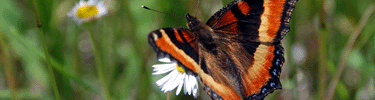 Milbert's Tortoiseshell