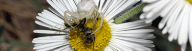 spider on fleabane