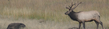 Bull elk