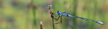 emerald spreadwing