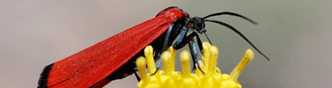 by may the insects are out
