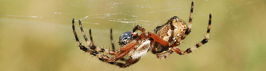 meadow spider