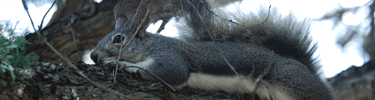 abert's squirrel